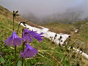 Spettacolo di fiori e marmotte sui sentieri per i Laghetti di Ponteranica–9giu23- FOTOGALLERY